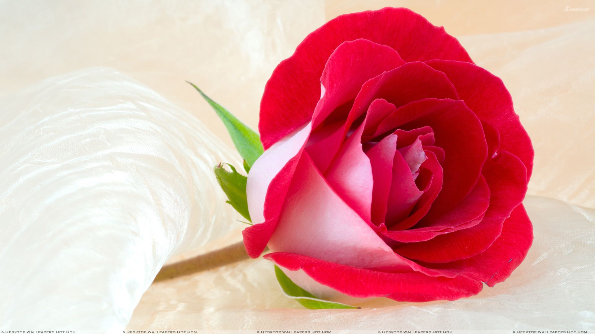 Happy Rose Day Quotes