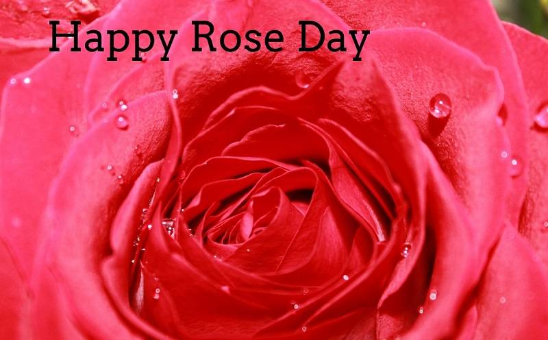 Happy Rose Day SMS 