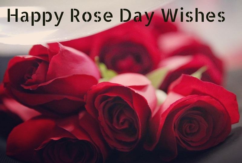 Happy Rose Day Wishes, Facebook, Whatsapp Quotes, SMS & Greetings