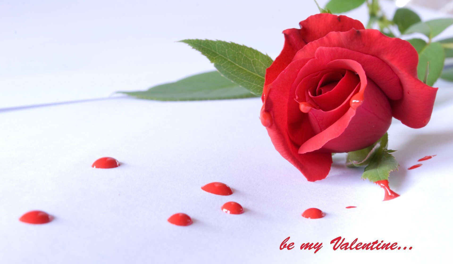 happy-rose-day-love-you-hd-image (1)
